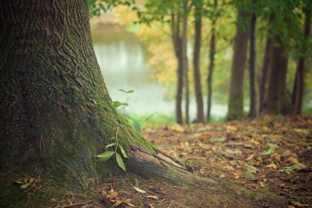 tree-569275_960_720.jpg