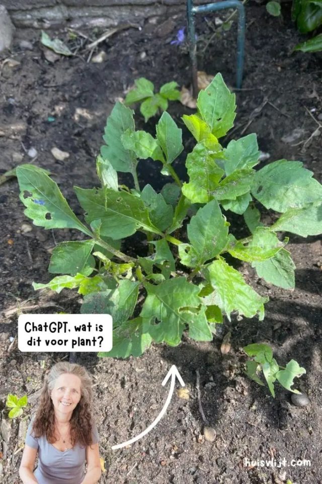 ChatGPT-wat-is-dit-voor-plant-1.jpg