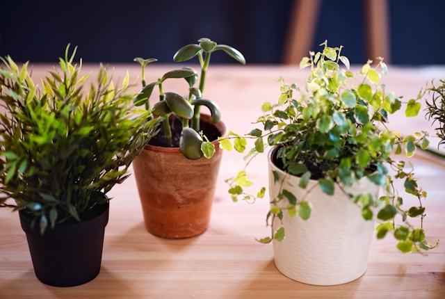Geef-je-interieur-een-boost-met-grote-bloempotten.jpg
